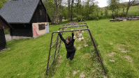 Anezka_2.gif