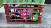 IMG_2498.JPEG